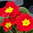 Scarlet Primrose 100 Seeds Primula acaulis Scarlet Primrose 100 Seeds Primula acaulis