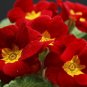 Scarlet Primrose 100 Seeds Primula acaulis