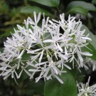 Chinese Fringe Tree Chionanthus retusus 20 Seeds Chinese Fringe Tree Chionanthus retusus 20 Seeds