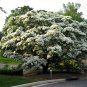 Chinese Fringe Tree Chionanthus retusus 20 Seeds