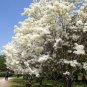 Chinese Fringe Tree Chionanthus retusus 20 Seeds