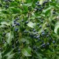 Chinese Fringe Tree Chionanthus retusus 20 Seeds