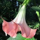 Pink Angel's Trumpet 10 Seeds Brugmansia suaveolens
