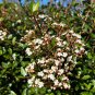 Walter's Viburnum Viburnum obovatum 20 Seeds
