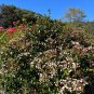 Walter's Viburnum Viburnum obovatum 20 Seeds