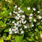 Walter's Viburnum Viburnum obovatum 20 Seeds