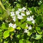 Walter's Viburnum Viburnum obovatum 20 Seeds