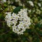 Walter's Viburnum Viburnum obovatum 20 Seeds