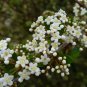 Walter's Viburnum Viburnum obovatum 20 Seeds