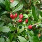 Walter's Viburnum Viburnum obovatum 20 Seeds