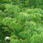 Japanese Zelkova Zelkova serrata 100 Seeds