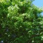 Japanese Zelkova Zelkova serrata 100 Seeds