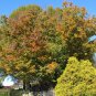 Japanese Zelkova Zelkova serrata 100 Seeds