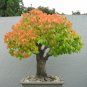 Japanese Zelkova Zelkova serrata 100 Seeds