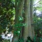 Japanese Zelkova Zelkova serrata 100 Seeds