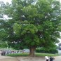 Japanese Zelkova Zelkova serrata 100 Seeds
