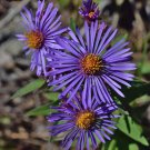 New England Aster  1000 Seeds  Aster novae-angliae