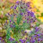 New England Aster 1000 Seeds Aster novae-angliae