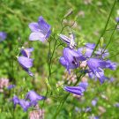 Harebell  1000 Seeds  Campanula rotundifolia