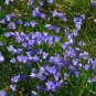 Harebell  1000 Seeds  Campanula rotundifolia