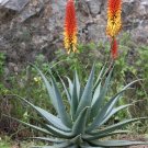Mountain Aloe  100 Seeds  Aloe spectabilis