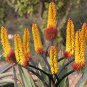 Mountain Aloe 100 Seeds Aloe spectabilis