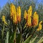 Mountain Aloe 100 Seeds Aloe spectabilis