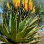 Mountain Aloe 100 Seeds Aloe spectabilis
