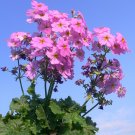 Pink Primrose  100 Seeds  Primula malacoides