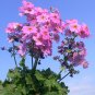 Pink Primrose 100 Seeds Primula malacoides