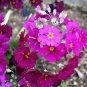 Pink Primrose 100 Seeds Primula malacoides