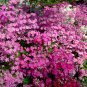Pink Primrose 100 Seeds Primula malacoides