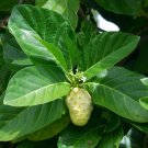Indian Mulberry Noni Morinda citrifolia 100 Seeds Indian Mulberry Noni Morinda citrifolia 100 Seeds