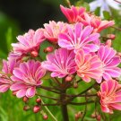 Sunset Strain Lewisia  75 Seeds  Lewisia cotyledon