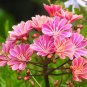 Sunset Strain Lewisia  75 Seeds  Lewisia cotyledon