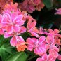 Sunset Strain Lewisia  75 Seeds  Lewisia cotyledon