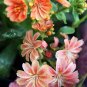 Sunset Strain Lewisia  75 Seeds  Lewisia cotyledon