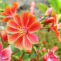 Sunset Strain Lewisia  75 Seeds  Lewisia cotyledon
