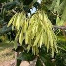 Green Ash Tree Fraxinus pennsylvanica 20 Seeds