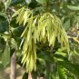 Green Ash Tree Fraxinus pennsylvanica 20 Seeds