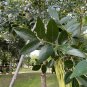 Green Ash Tree Fraxinus pennsylvanica 20 Seeds