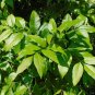 Green Ash Tree Fraxinus pennsylvanica 20 Seeds