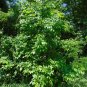 Green Ash Tree Fraxinus pennsylvanica 20 Seeds
