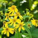 Wingstem Yellow Ironweed Verbesina alternifolia 10 Seeds