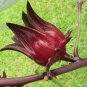 Roselle Hibiscus sabdariffa 5 Seeds