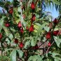 Roselle Hibiscus sabdariffa 5 Seeds