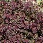Roselle Hibiscus sabdariffa 5 Seeds