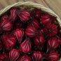 Roselle Hibiscus sabdariffa 5 Seeds