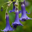 Blue Angels Trumpet Acnistus australis 50 Seeds
