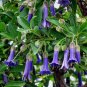 Blue Angels Trumpet Acnistus australis 50 Seeds